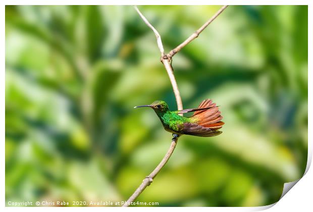 Rufous-Tailed Hummingbird  Print by Chris Rabe