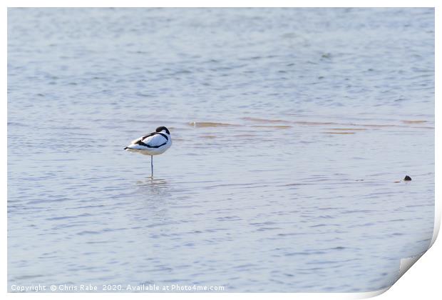 Pied Avocet resting Print by Chris Rabe