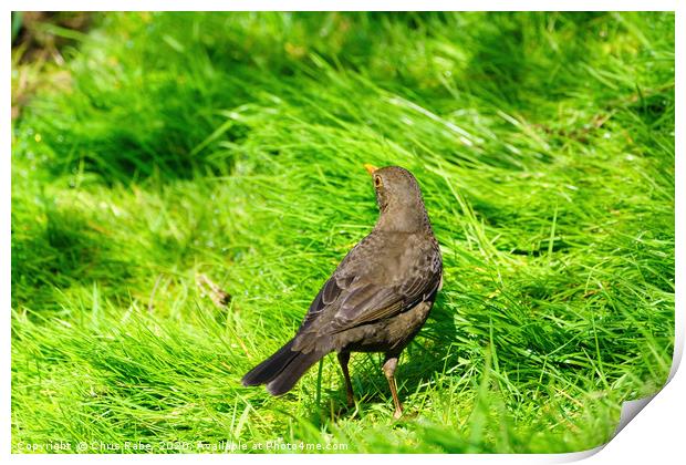 Blackbird in grass Print by Chris Rabe