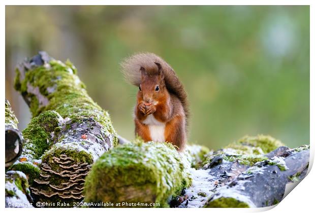 Windswept red squirrel  Print by Chris Rabe