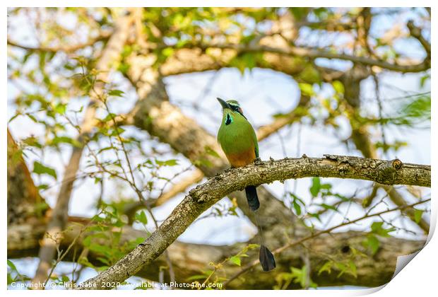 Turquoise-browed Motmot Print by Chris Rabe