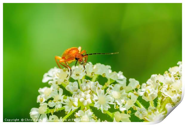 Red soldier beetle Print by Chris Rabe