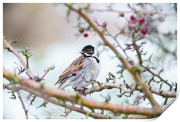 Reed Bunting male in winter Print by Chris Rabe