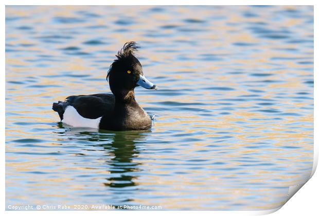 Tufty Tufted Duck Print by Chris Rabe