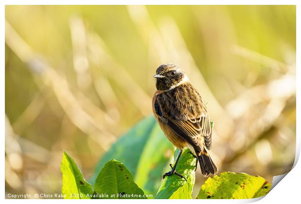 Male Stonechat portrait Print by Chris Rabe