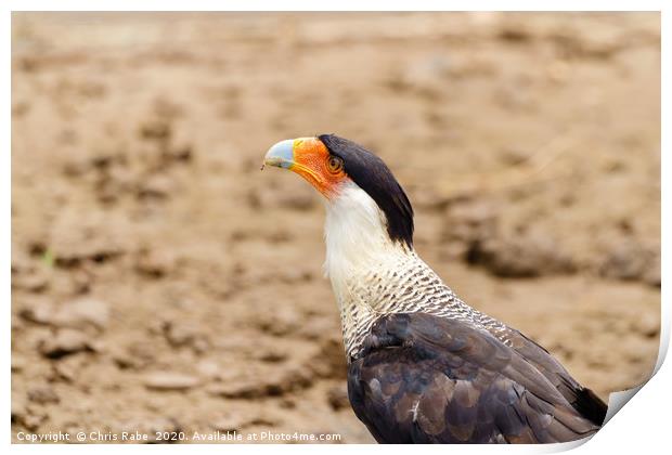 Crested Caracara portrait Print by Chris Rabe