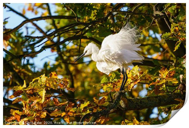 Ruffled Little Egret Print by Chris Rabe