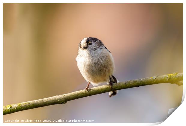 Long-tailed tit Print by Chris Rabe
