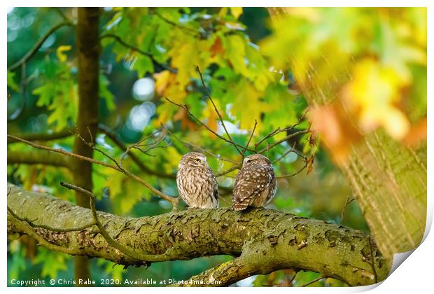 Pair of Little Owl Print by Chris Rabe