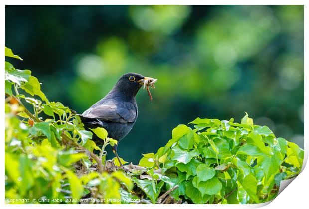 Blackbird on ivy hedge Print by Chris Rabe