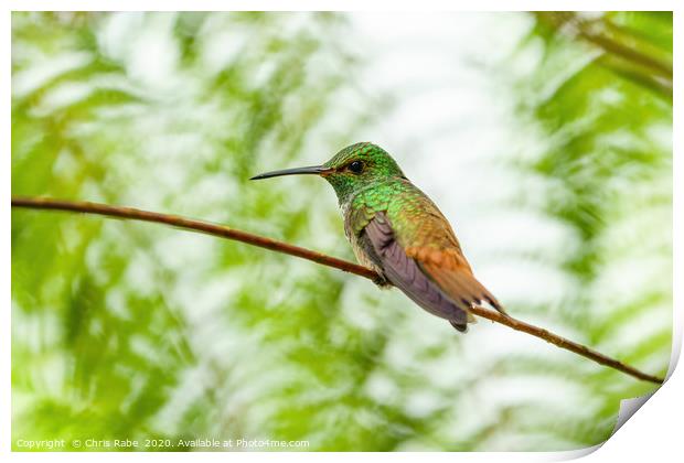 Rufous-Tailed Hummingbird Print by Chris Rabe