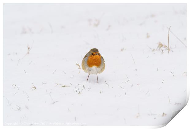 European Robin in snow Print by Chris Rabe