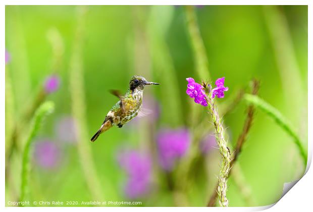 Black-crested Coquette  Print by Chris Rabe
