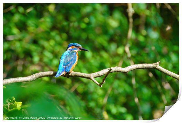 Common Kingfisher  Print by Chris Rabe