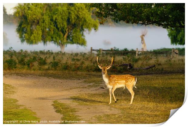 Male Fallow Deer in early morning light Print by Chris Rabe