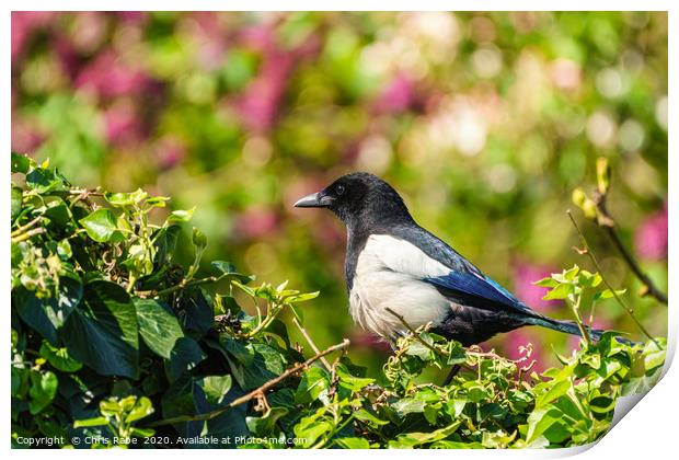 Eurasian Magpie sitting on an ivy hedge Print by Chris Rabe