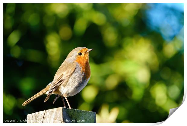 European Robin on fence post Print by Chris Rabe