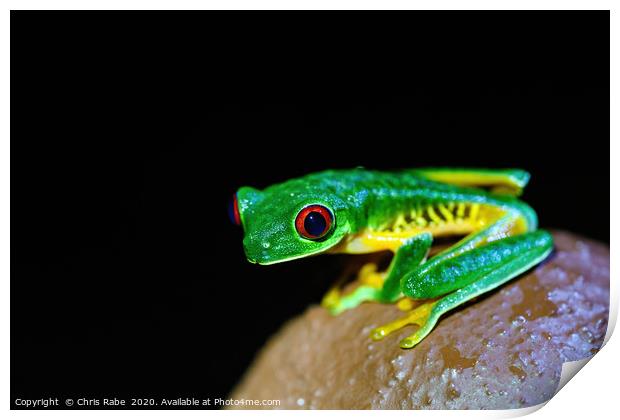 Red-Eyed Tree Frog on a post Print by Chris Rabe