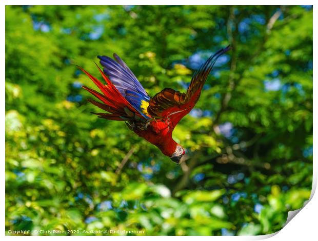 Scarlet Macaw in flight Print by Chris Rabe
