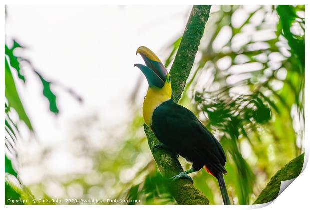 Chestnut-mandibled Toucan Print by Chris Rabe