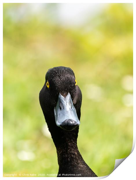 Tufted Duck portrait Print by Chris Rabe