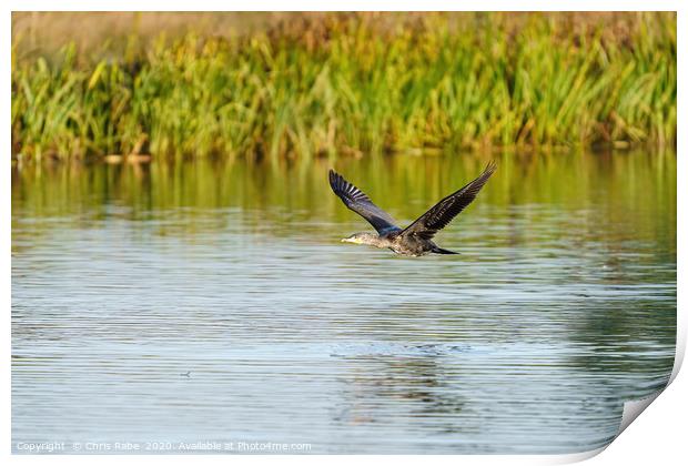 Great Cormorant flying low Print by Chris Rabe