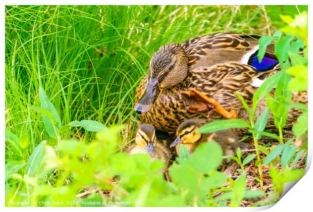 Mallard mother and her ducklings Print by Chris Rabe