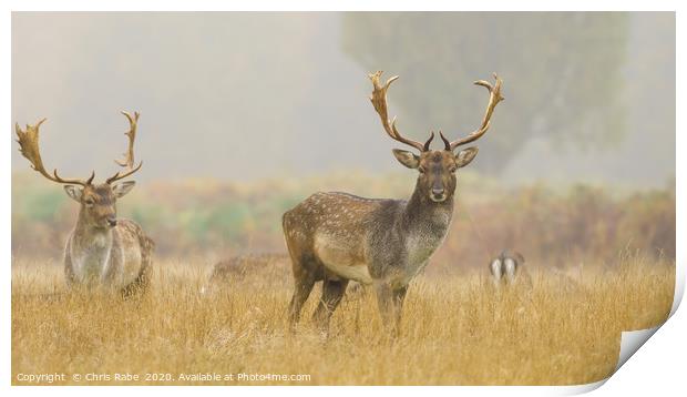 Fallow Deer on a foggy morning Print by Chris Rabe