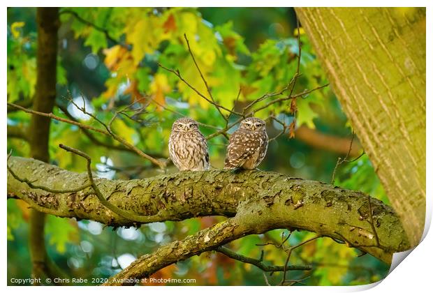 Pair of Little Owl  Print by Chris Rabe
