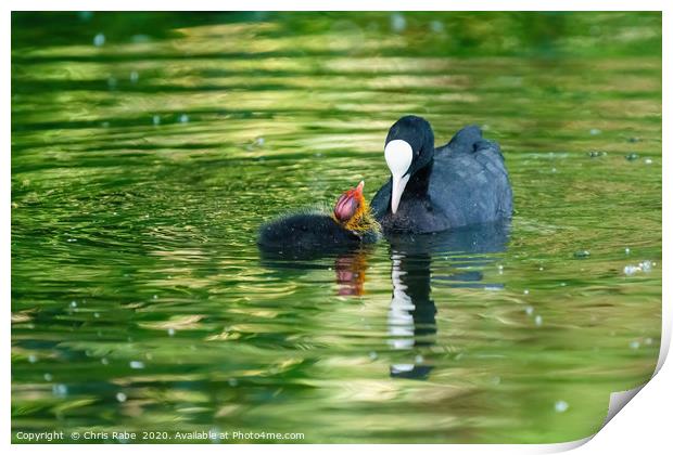 Coot chick wanting feeding Print by Chris Rabe