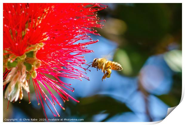 african honeybee hovering Print by Chris Rabe