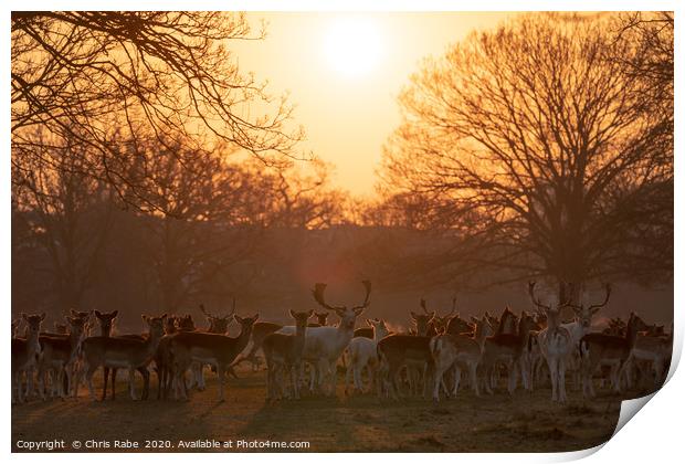 Fallow Deer herd  Print by Chris Rabe