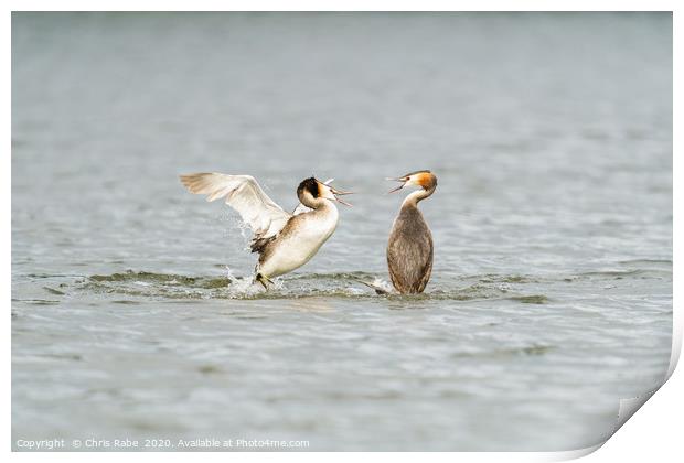 Great Crested Grebe attack Print by Chris Rabe