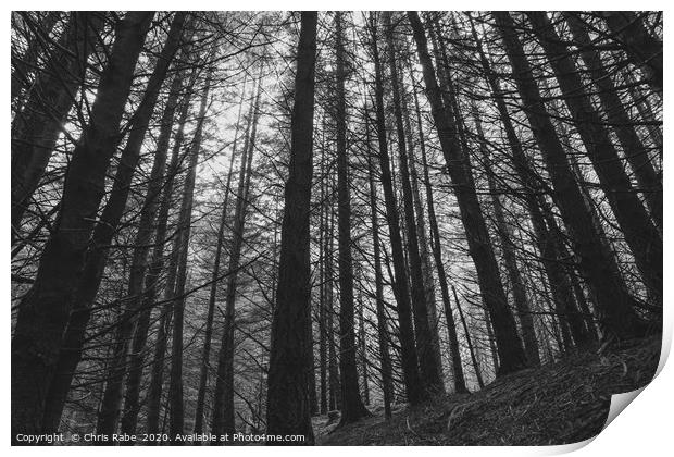 Moody forest  Print by Chris Rabe