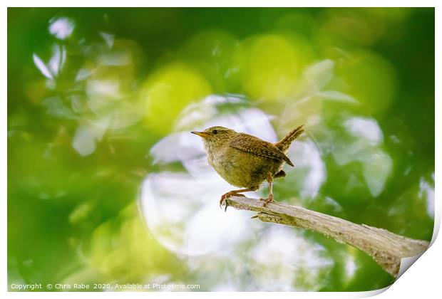 Wren in forest Print by Chris Rabe