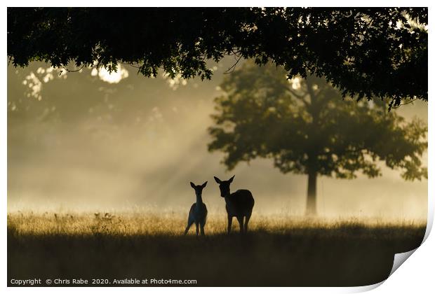 Monther and fawn Fallow Deer  Print by Chris Rabe