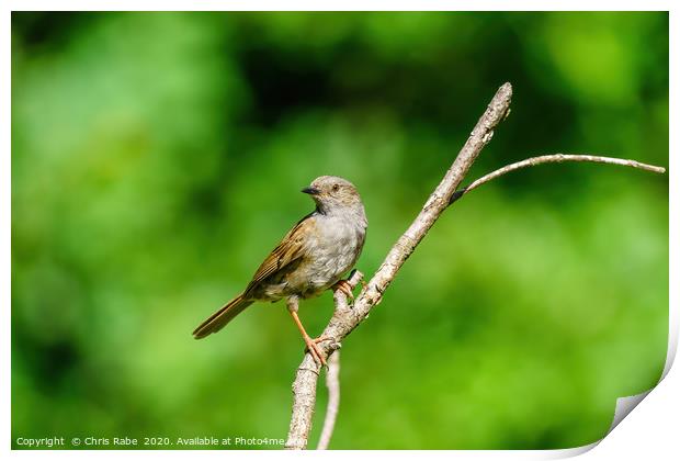 Portrait of a Dunnock Print by Chris Rabe