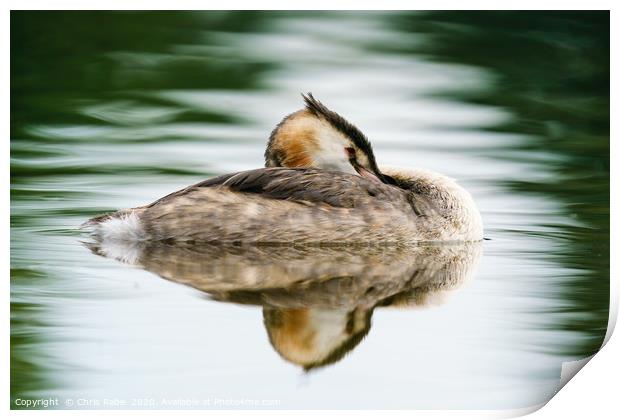 Great Crested Grebe resting Print by Chris Rabe