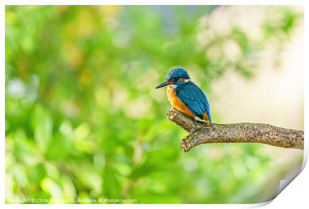 Common Kingfisher Print by Chris Rabe