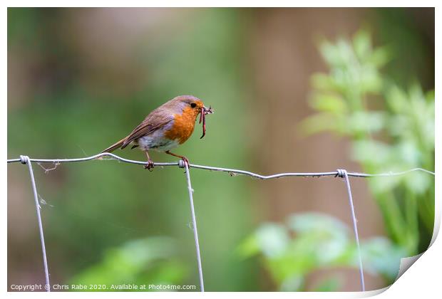 European Robin with worms Print by Chris Rabe