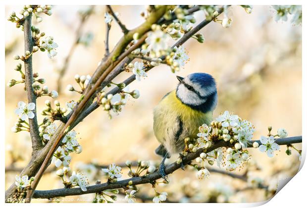 Blue Tit perched in a tree in full bloom Print by Chris Rabe