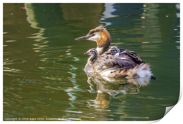 Great Crested Grebe (Podiceps cristatus) carrying it's chicks on it's back Print by Chris Rabe