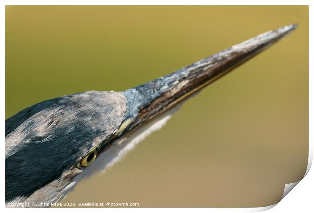 Grey Heron close-up head shot Print by Chris Rabe