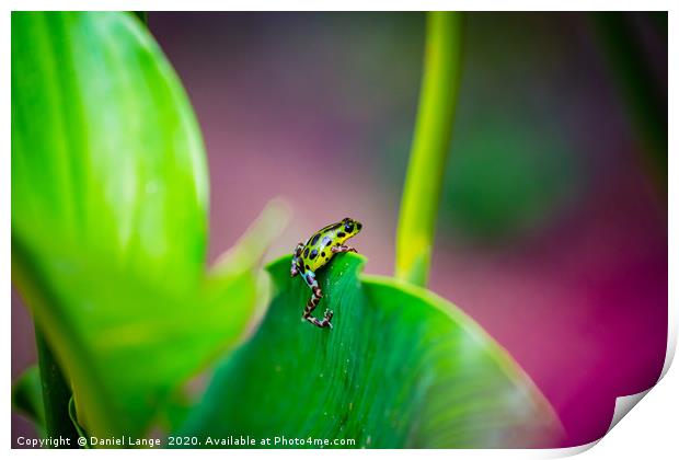 Yellow and green Strawberry Poison Dart Frog Print by Daniel Lange