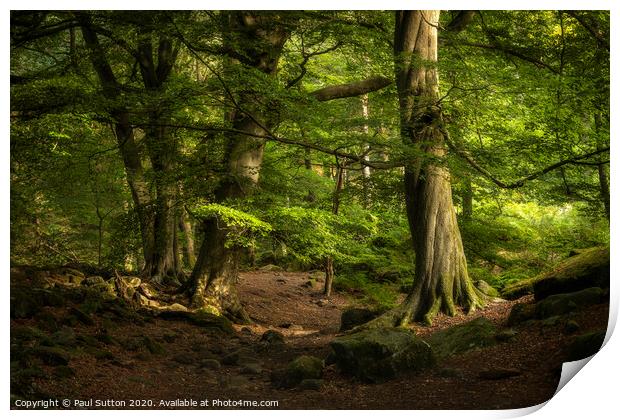 Fleeting Light & Foliage Print by Paul Sutton