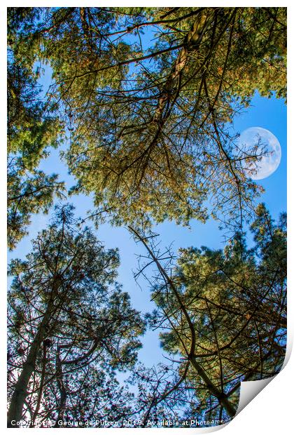 Looking up through the pines towards the moon Print by George de Putron