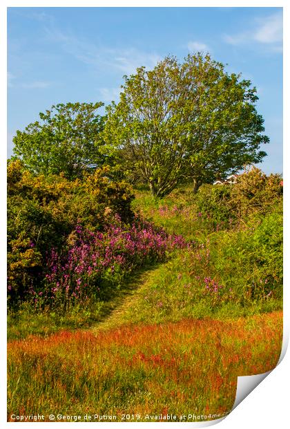 Spring flowers underneath the Oak trees.  Print by George de Putron