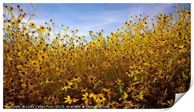 Summer yellow daisies Print by Luisa Vallon Fumi