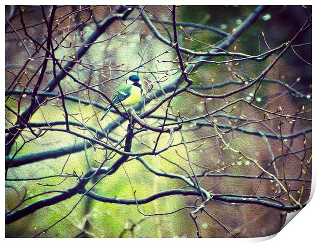  Colorful marsh tit on a twig in spring Print by Luisa Vallon Fumi