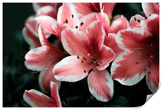 Pink lilies Print by Anna Anisimova